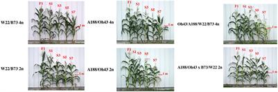 Inbreeding Depression in Genotypically Matched Diploid and Tetraploid Maize